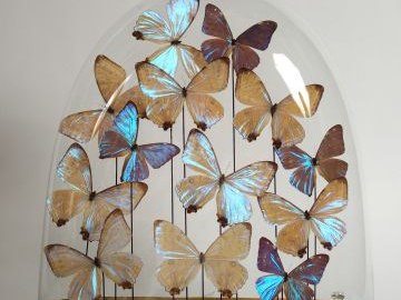 Sous son globe XIXe 'Morphos' Composition de papillons