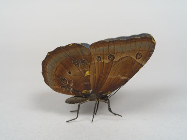 Sujet en tôle polychrome 'papillon' Dim. 7 x 7 cm Sujet en bronze poly