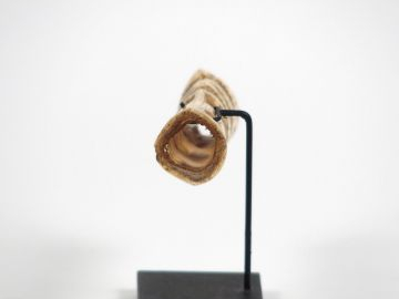 Ornement de nez otsj, Aire Asmat, Irian Jaya, Indonésie Os L.11.5 cm P