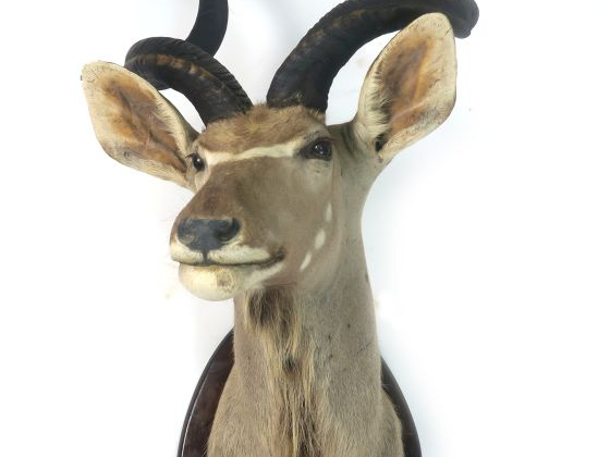 Trophée de chasse en cape "Grand Koudou"