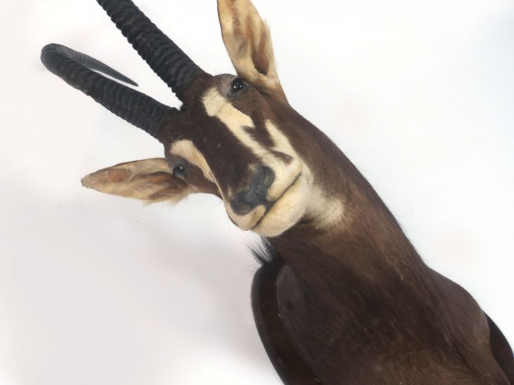 Trophée de chasse en cape "Oryx"