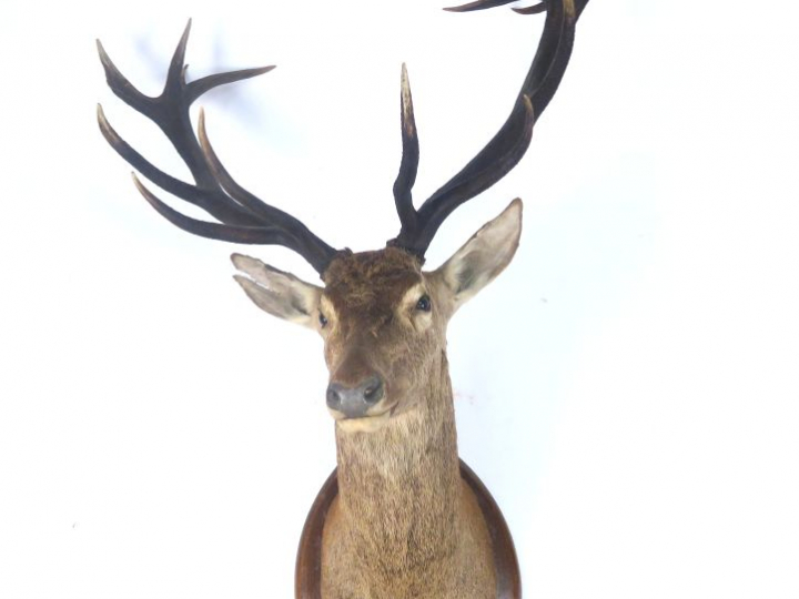 Trophée de chasse en cape "Cerf"