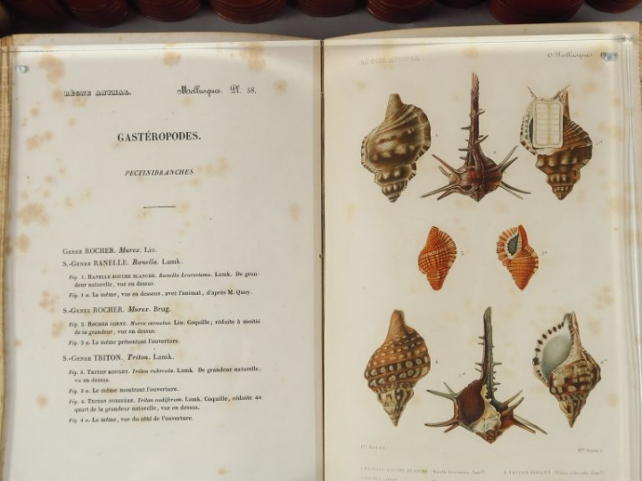 CUVIER (Georges). Le Règne animal distribué d'après son organisation p