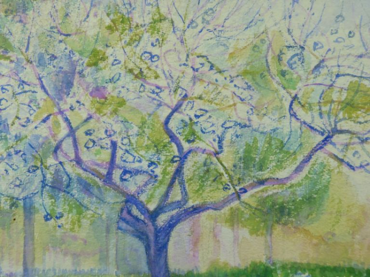 A. TRACHSEL.   "Amandier en fleurs" Aquarelle, signée en bas à droite.