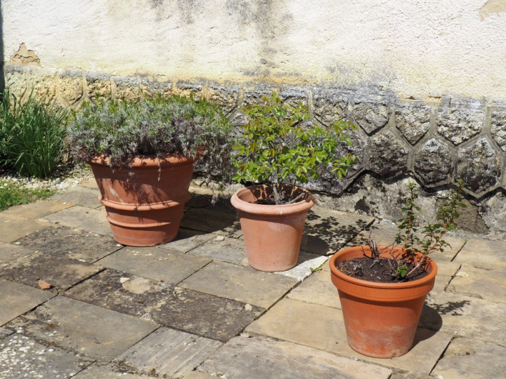 Suite de 6 grands pots de fleurs en terre cuite.