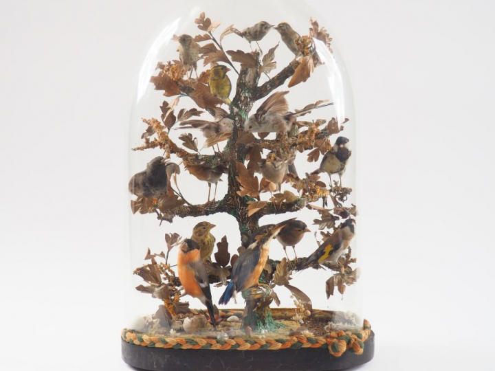 Groupe d'oiseaux naturalisés sous globe d'époque Napoléon III. Dim.
