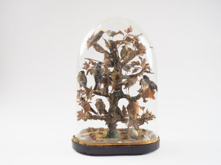 Groupe d'oiseaux naturalisés sous globe d'époque Napoléon III. Dim.
