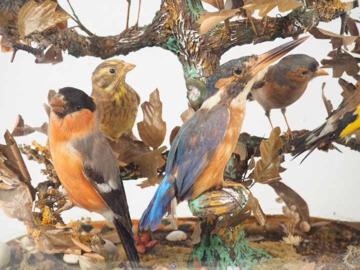 Groupe d'oiseaux naturalisés sous globe d'époque Napoléon III. Dim.
