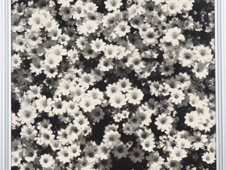 Vente aux enchères Jean DIEUZAIDE. "parterre de fleurs". Photographie en noir et blanc sg