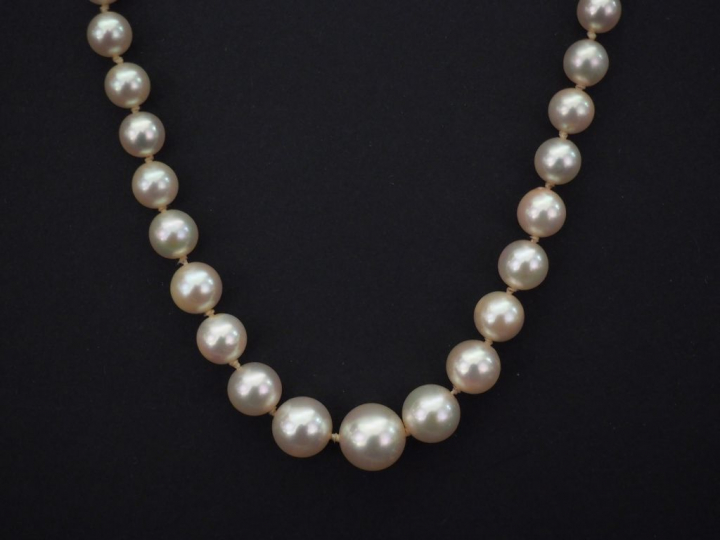 Collier de perles blanches disposées en chute.  Fermoir en or jaune, à