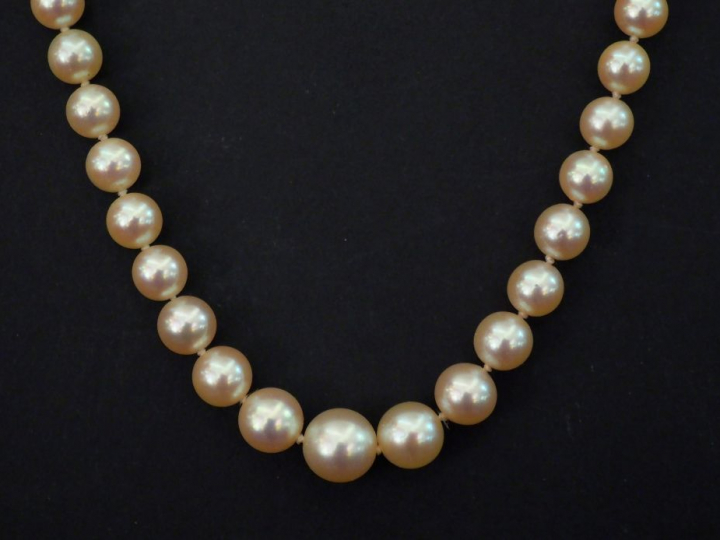 Collier de perles blanches disposées en chute.  Fermoir en or jaune, à