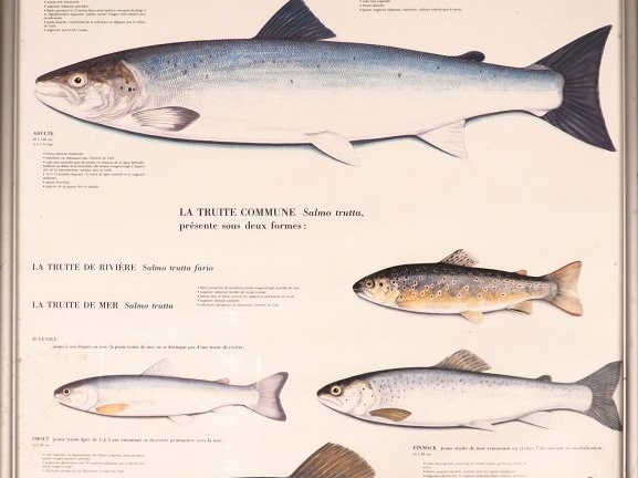 Lot comprenant 3 affiches :  - Affiche "les poissons"  - affiche le cy