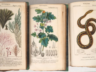 Vente aux enchères DICTIONNAIRE DES SCIENCES NATURELLES. 2ème partie : règne organisé. PL