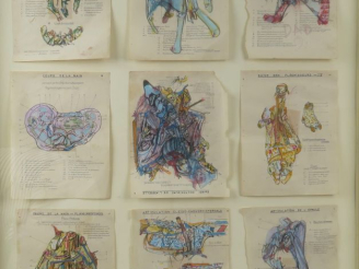 Vente aux enchères DADO. "Planches d'anatomie". Encadrement de 9 planches d'anatomie reha