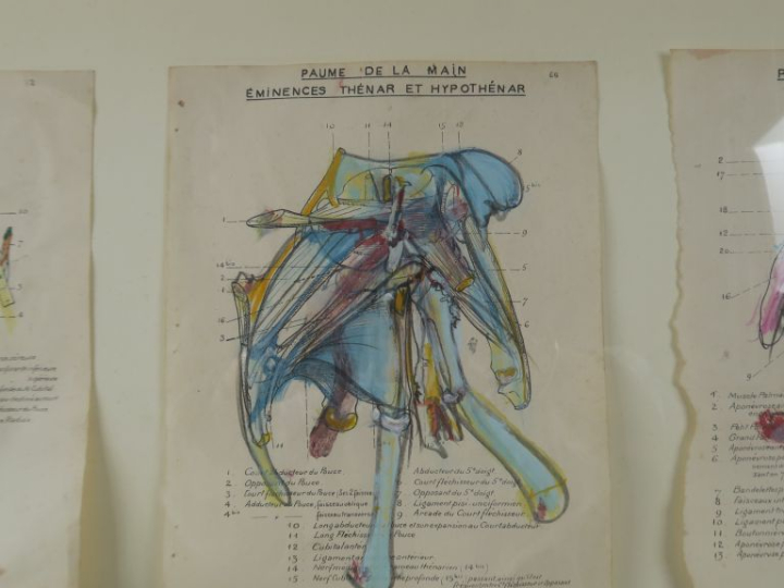 DADO. "Planches d'anatomie". Encadrement de 9 planches d'anatomie reha