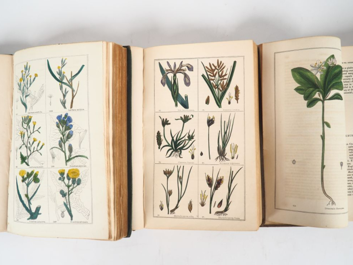[BOTANIQUE]. DEAKIN (R.). FLORIGRAPHIA BRITANNICA , or, engravings and