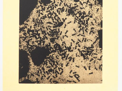 MAN RAY. LA PHOTOGRAPHIE N’EST PAS L’ART. Avant-propos de André Breton