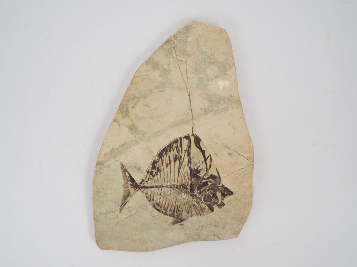 Poisson fossile. Mene Rhombea provenant de Monte Bolca (près de Vérone