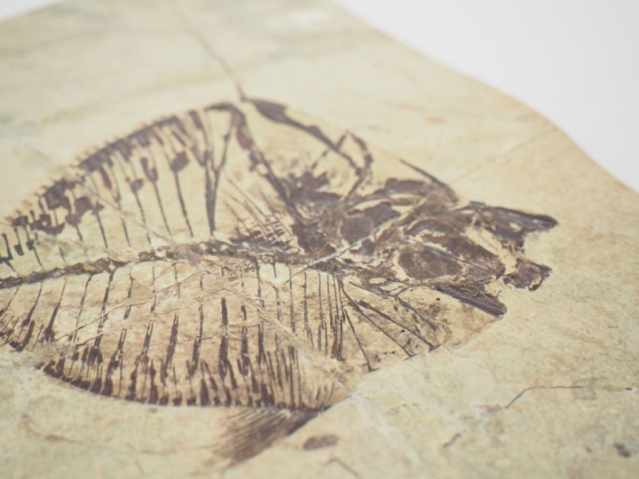Poisson fossile. Mene Rhombea provenant de Monte Bolca (près de Vérone
