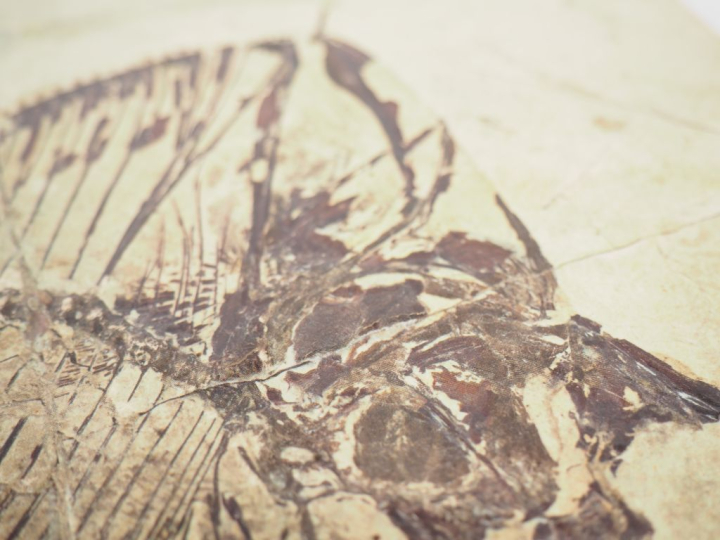 Poisson fossile. Mene Rhombea provenant de Monte Bolca (près de Vérone
