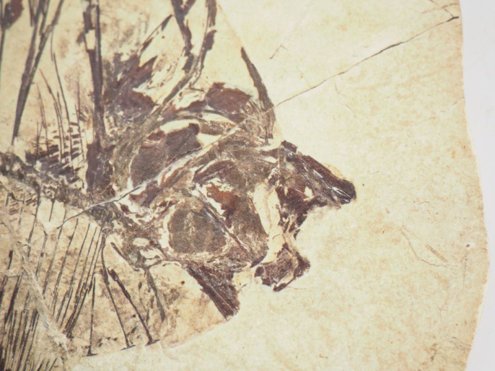 Poisson fossile. Mene Rhombea provenant de Monte Bolca (près de Vérone