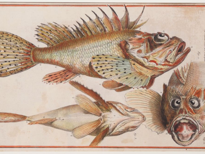 Deux différentes gravures en couleur tirées de l'Encyclopédie. Dim. (à