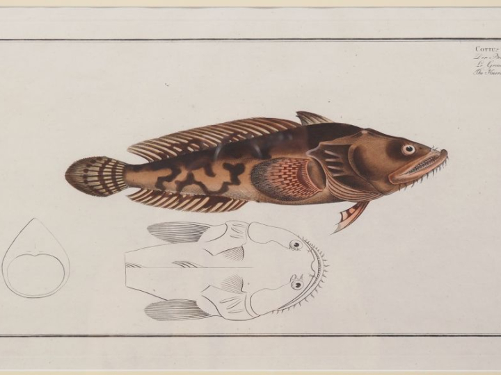 Deux différentes gravures en couleur tirées de l'Encyclopédie. Dim. (à