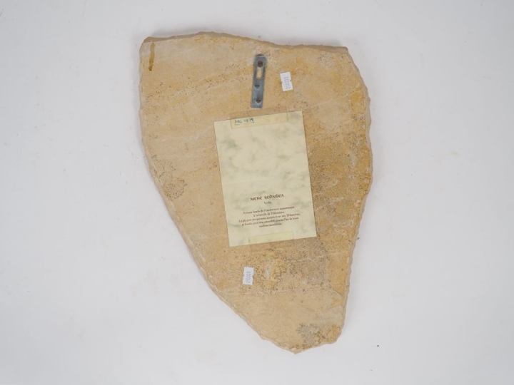 Poisson fossile. Mene Rhombea provenant de Monte Bolca (près de Vérone