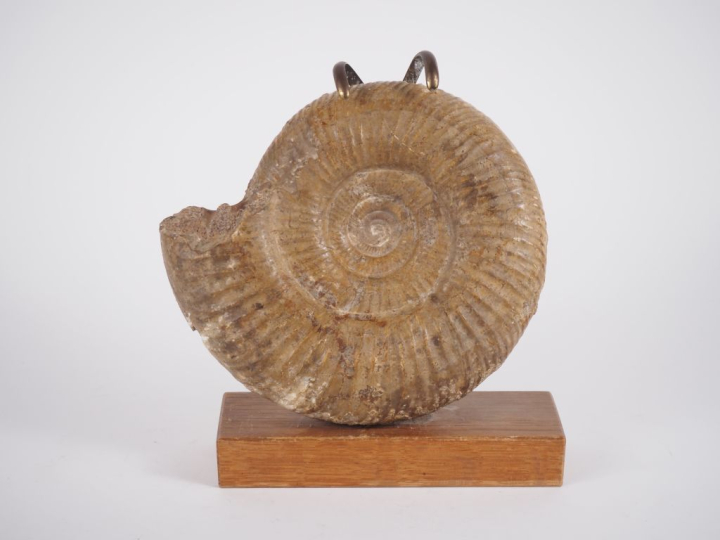 Ammonite.  Diam. 18 cm