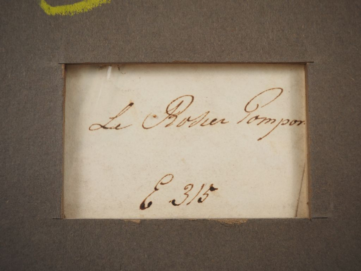 Maria Margaretha VAN OS. (attribué à) "le rosier pompon" Aquarelle Dim