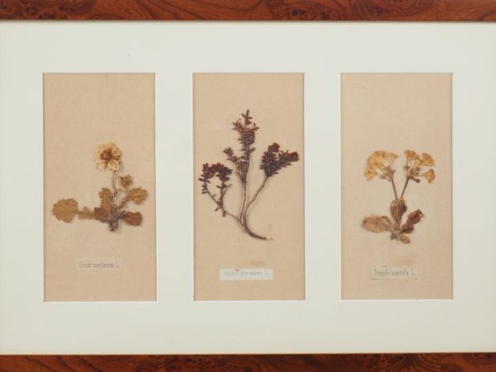 Trois encadrements, "herbiers", légendés. Dim. (encadrements). 29 x 45