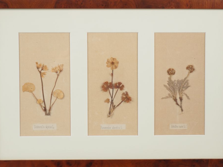 Trois encadrements, "herbiers", légendés. Dim. (encadrements). 29 x 45