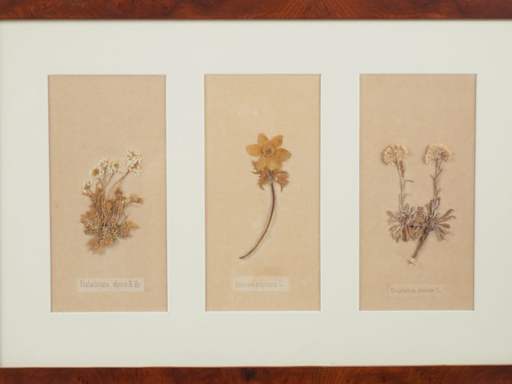 Trois encadrements, "herbiers", légendés. Dim. (encadrements). 29 x 45