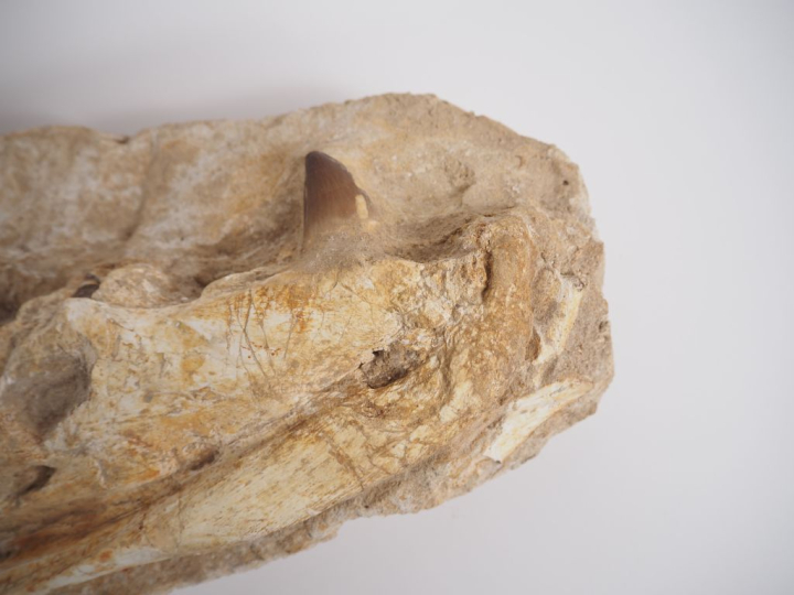 Fossile de mâchoire de Mosasaure, v. 70-65 millions d’années. 79 cm (c