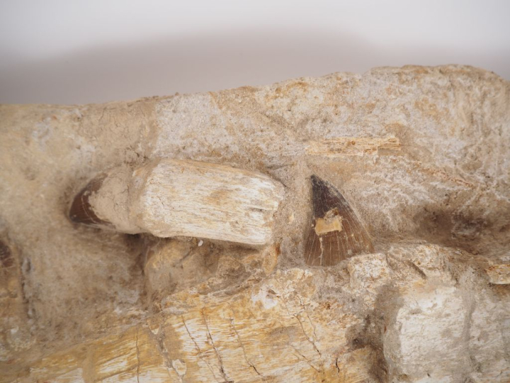 Fossile de mâchoire de Mosasaure, v. 70-65 millions d’années. 79 cm (c