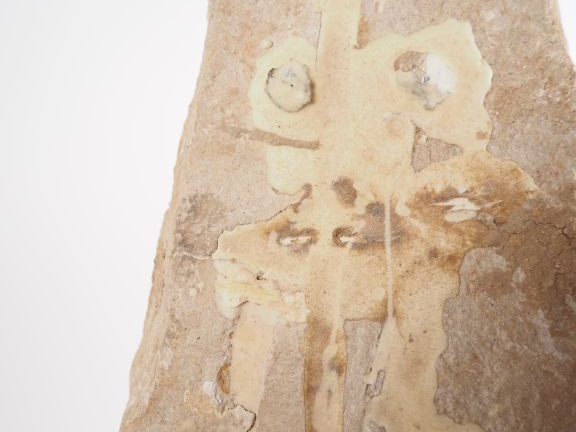 Fossile de mâchoire de Mosasaure, v. 70-65 millions d’années. 79 cm (c