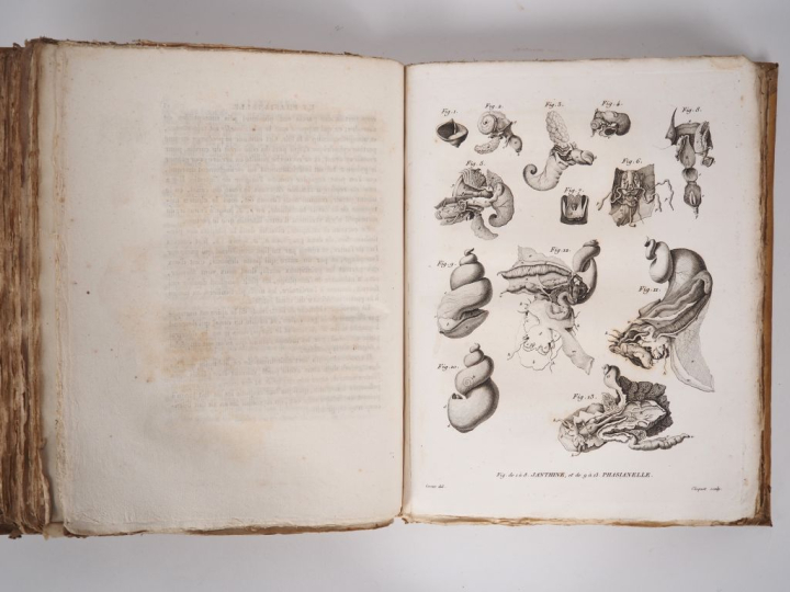 CUVIER (Georges). MÉMOIRES POUR SERVIR À L’HISTOIRE ET À L’ANATOMIE DE