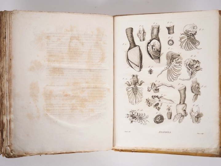 CUVIER (Georges). MÉMOIRES POUR SERVIR À L’HISTOIRE ET À L’ANATOMIE DE