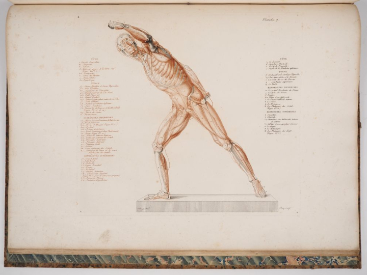 SALVAGE (J.-G.). ANATOMIE DU GLADIATEUR COMBATTANT, applicable aux Bea