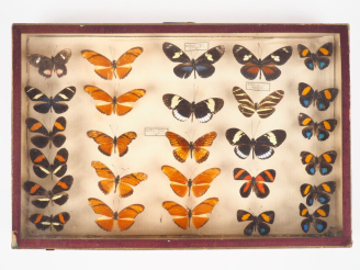 Vente aux enchères Encadrement de 27 papillons naturalisés.