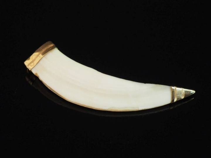 Pendentif en or jaune 750, serti d'une dent.  H. 10,5 cm Poids tel. 29