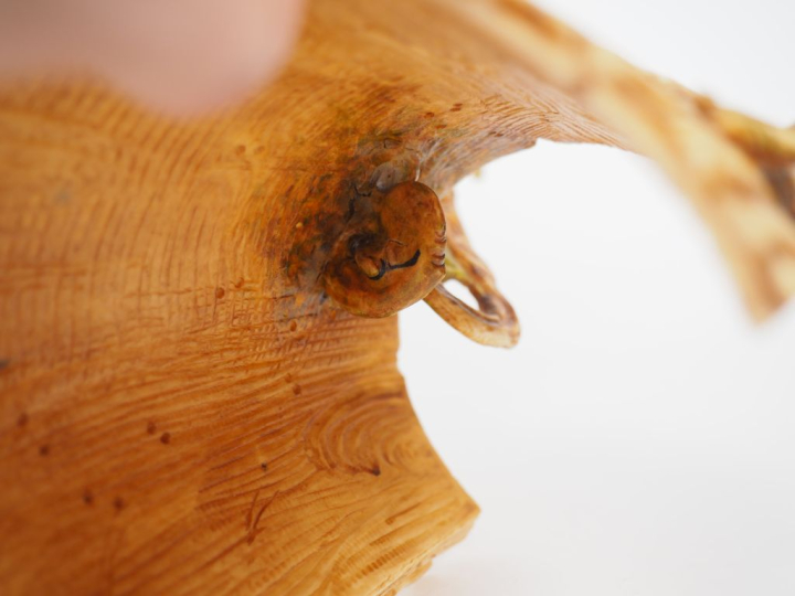 Groupe 1900 en ivoire polychrome, "oiseaux branchés, et scarabée se pr