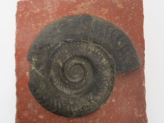 Vente aux enchères Ammonite sur un carreau en terre cuite. Dim. 16,5 x 16 x 4 cm.  (accid