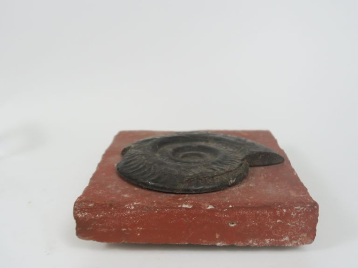Ammonite sur un carreau en terre cuite. Dim. 16,5 x 16 x 4 cm.  (accid