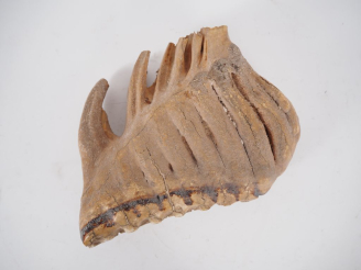 Vente aux enchères Ancienne dent d’éléphant.  H. 16 cm, L. 21 cm. Expert : Jean-Sylvain C