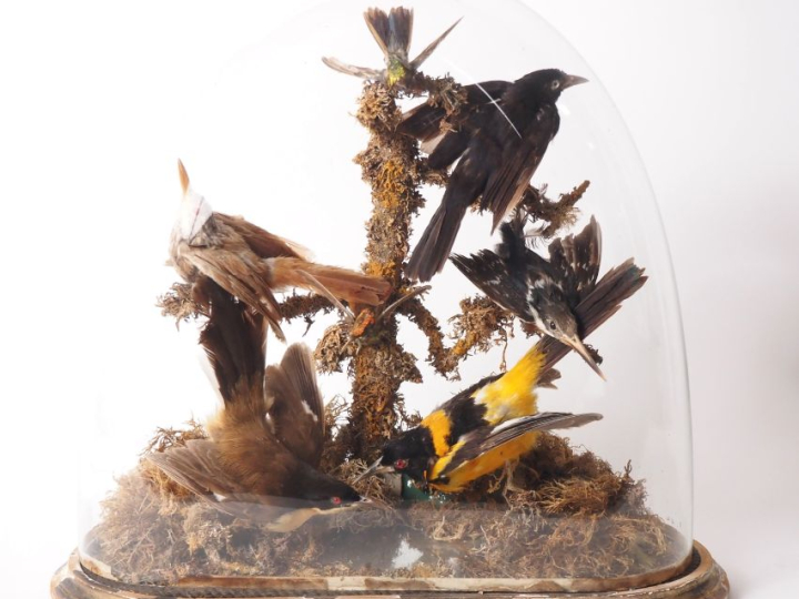 Groupe Napoléon III de six oiseaux naturalisés , sous globe.
