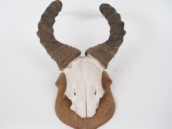 2 différents massacres de gazelle sur des plaques en bois H. 77 cm et 