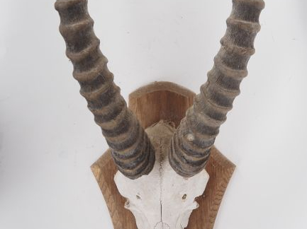 2 différents massacres de gazelle sur des plaques en bois H. 77 cm et 