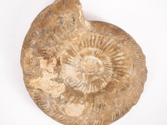 Vente aux enchères Ammonite fossilisée. Diam. 27 cm